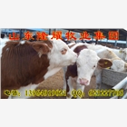 供應(yīng)500斤大牛多少錢